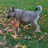 Theo - Male Norwegian Elkhound Puppy. - Image 2