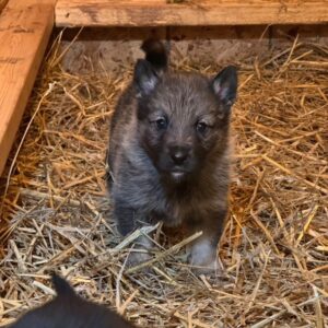 Alexa - Female Norwegian Elkhound Puppy.