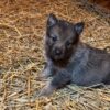 Alexa - Female Norwegian Elkhound Puppy. - Image 3