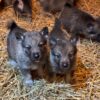 Alexa - Female Norwegian Elkhound Puppy. - Image 4