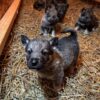 Alexa - Female Norwegian Elkhound Puppy. - Image 5