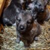 Alexa - Female Norwegian Elkhound Puppy. - Image 6