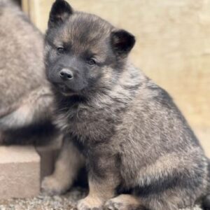 Theo - Male Norwegian Elkhound Puppy.