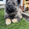 Theo - Male Norwegian Elkhound Puppy. - Image 4