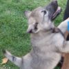 Theo - Male Norwegian Elkhound Puppy. - Image 5