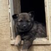 Theo - Male Norwegian Elkhound Puppy. - Image 6
