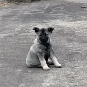 Thalia - Female Norwegian Elkhound Puppy.