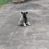 Thalia - Female Norwegian Elkhound Puppy. - Image 2