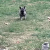 Thalia - Female Norwegian Elkhound Puppy. - Image 3
