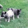 Thalia - Female Norwegian Elkhound Puppy. - Image 4