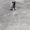 Thalia - Female Norwegian Elkhound Puppy. - Image 5