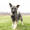 Nova - Female Norwegian Elkhound Puppy. - Image 2