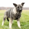 Nova - Female Norwegian Elkhound Puppy. - Image 3