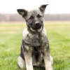 Nova - Female Norwegian Elkhound Puppy. - Image 4
