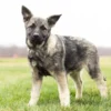 Nova - Female Norwegian Elkhound Puppy. - Image 5