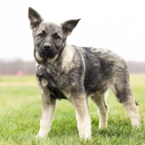 Nova - Female Norwegian Elkhound Puppy.