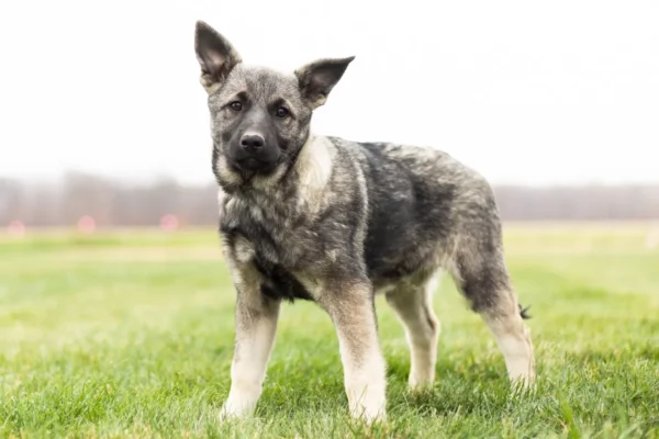 Nova - Female Norwegian Elkhound Puppy.
