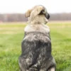 Nova - Female Norwegian Elkhound Puppy. - Image 6