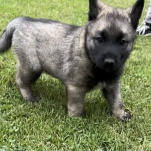 Coconut - Female Norwegian Elkhound Puppy.