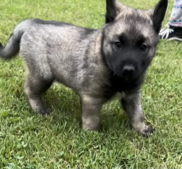 Coconut - Female Norwegian Elkhound Puppy.