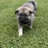 Calix - Male Norwegian Elkhound Puppy. - Image 2