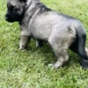 Coconut - Female Norwegian Elkhound Puppy. - Image 4