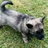 Coconut - Female Norwegian Elkhound Puppy. - Image 2