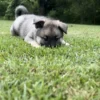 Calix - Male Norwegian Elkhound Puppy. - Image 3