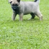 Coconut - Female Norwegian Elkhound Puppy. - Image 3