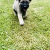 Calix - Male Norwegian Elkhound Puppy. - Image 4