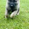 Calix - Male Norwegian Elkhound Puppy. - Image 5
