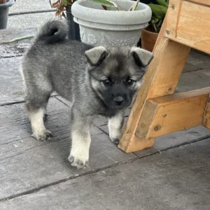 Calix - Male Norwegian Elkhound Puppy.