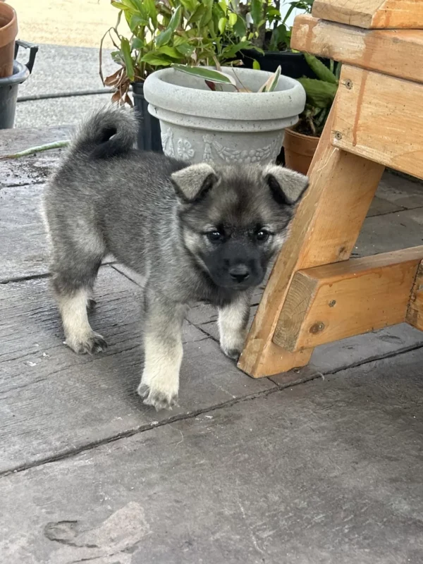 Calix - Male Norwegian Elkhound Puppy.