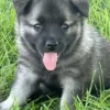 Gus - Male Norwegian Elkhound Puppy. - Image 2