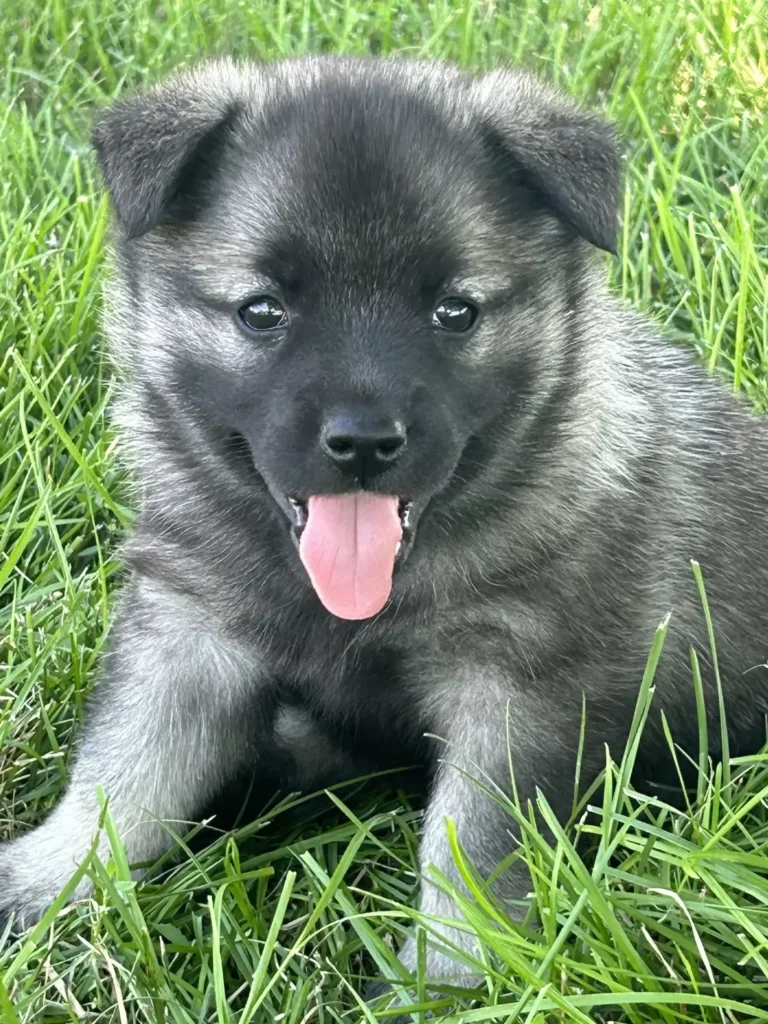 norwegian-elkhound-1819957.jpeg