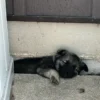 Gus - Male Norwegian Elkhound Puppy. - Image 3