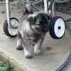 Gus - Male Norwegian Elkhound Puppy. - Image 4