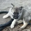 Gus - Male Norwegian Elkhound Puppy. - Image 5