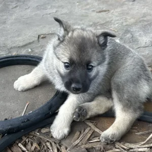Gus - Male Norwegian Elkhound Puppy.