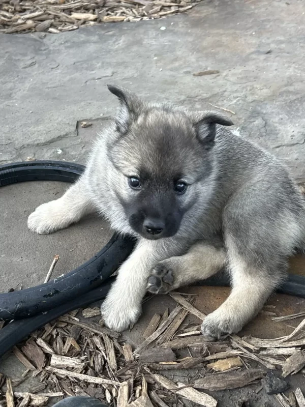 Gus - Male Norwegian Elkhound Puppy.