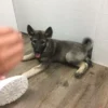 Shermy - Male Norwegian Elkhound Puppy. - Image 2