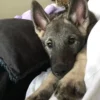 Shermy - Male Norwegian Elkhound Puppy. - Image 3