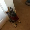 Shermy - Male Norwegian Elkhound Puppy. - Image 4