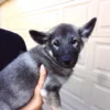 Shermy - Male Norwegian Elkhound Puppy. - Image 5