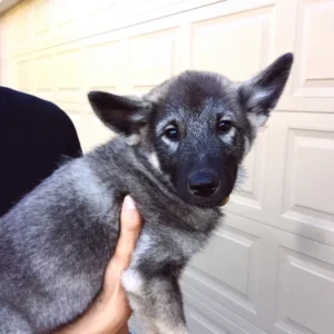 Shermy - Male Norwegian Elkhound Puppy.