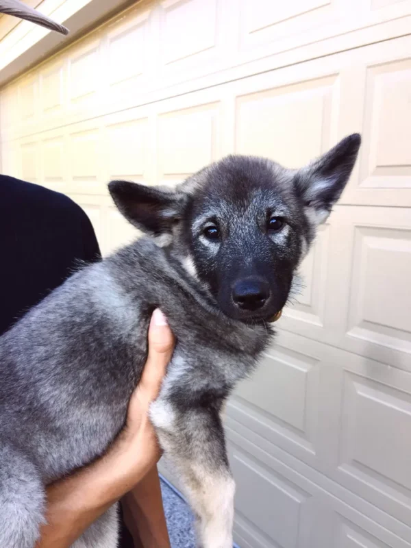 Shermy - Male Norwegian Elkhound Puppy.