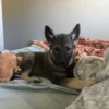 Shermy - Male Norwegian Elkhound Puppy. - Image 6