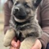 Gus - Male Norwegian Elkhound Puppy. - Image 6